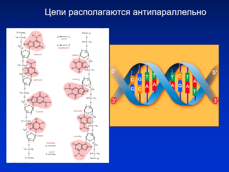 Цепи располагаются антипараллельно Цепи располагаются антипараллельно